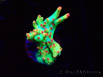 WYSIWYG RAH Acropora microclados Cloudberry SC 5A2