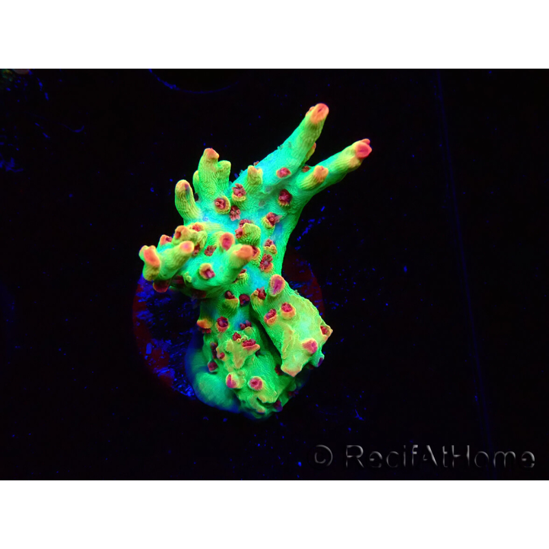 WYSIWYG RAH Acropora microclados Cloudberry SC 5A2