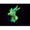 WYSIWYG RAH Acropora microclados Cloudberry SC 5A2