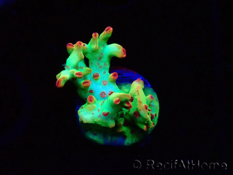 WYSIWYG RAH Acropora microclados Cloudberry SC 5A3