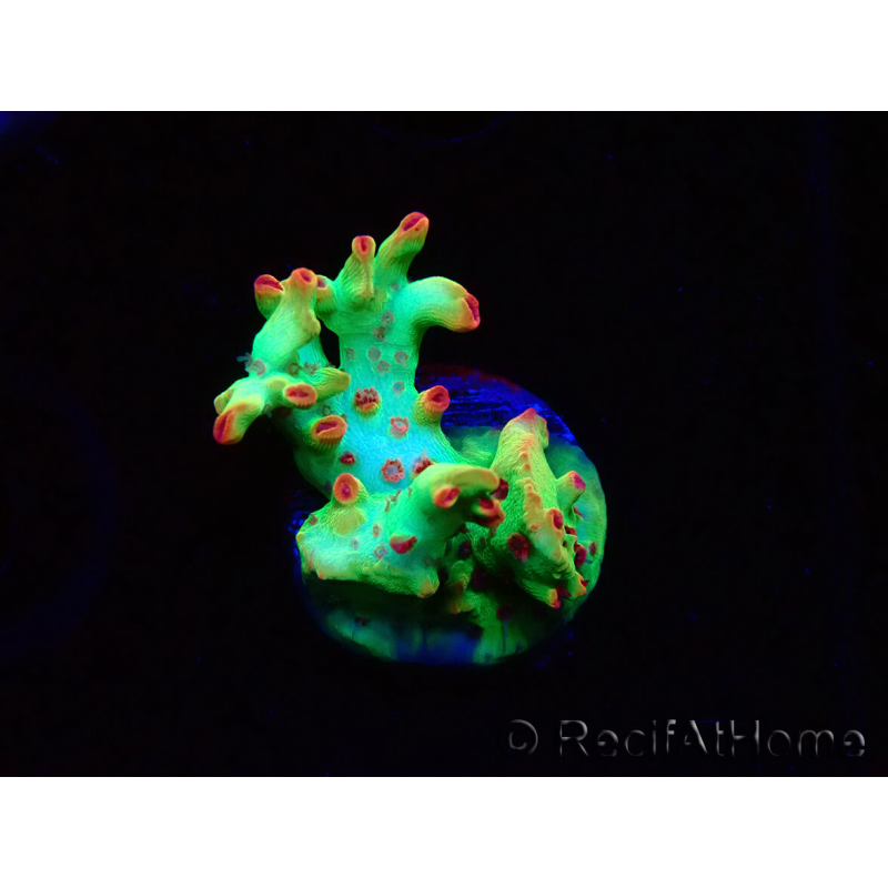 WYSIWYG RAH Acropora microclados Cloudberry SC 5A3