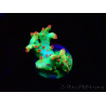 WYSIWYG RAH Acropora microclados Cloudberry SC 5Q4