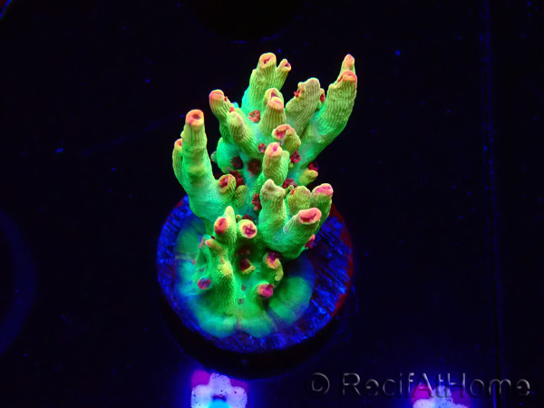 WYSIWYG RAH Acropora microclados Cloudberry SC 5A4