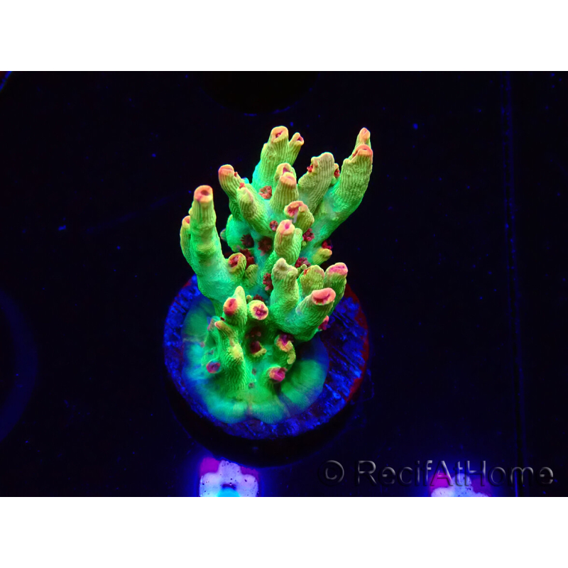 WYSIWYG RAH Acropora microclados Cloudberry SC 5A4