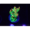 WYSIWYG RAH Acropora microclados Cloudberry SC 5A4