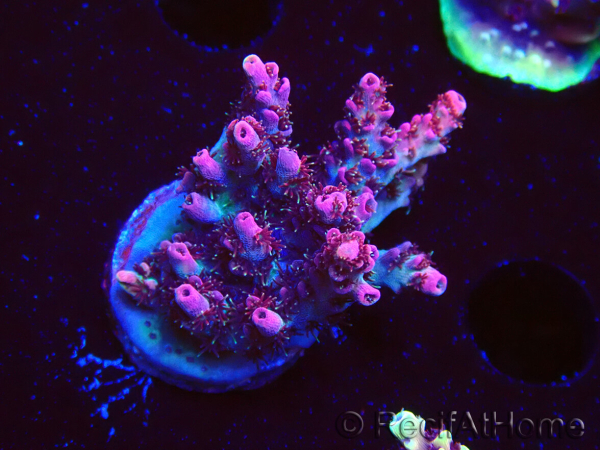 WYSIWYG RAH Acropora hyacinthus Red Planet 5A4
