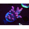 WYSIWYG RAH Acropora hyacinthus Red Planet 5A4