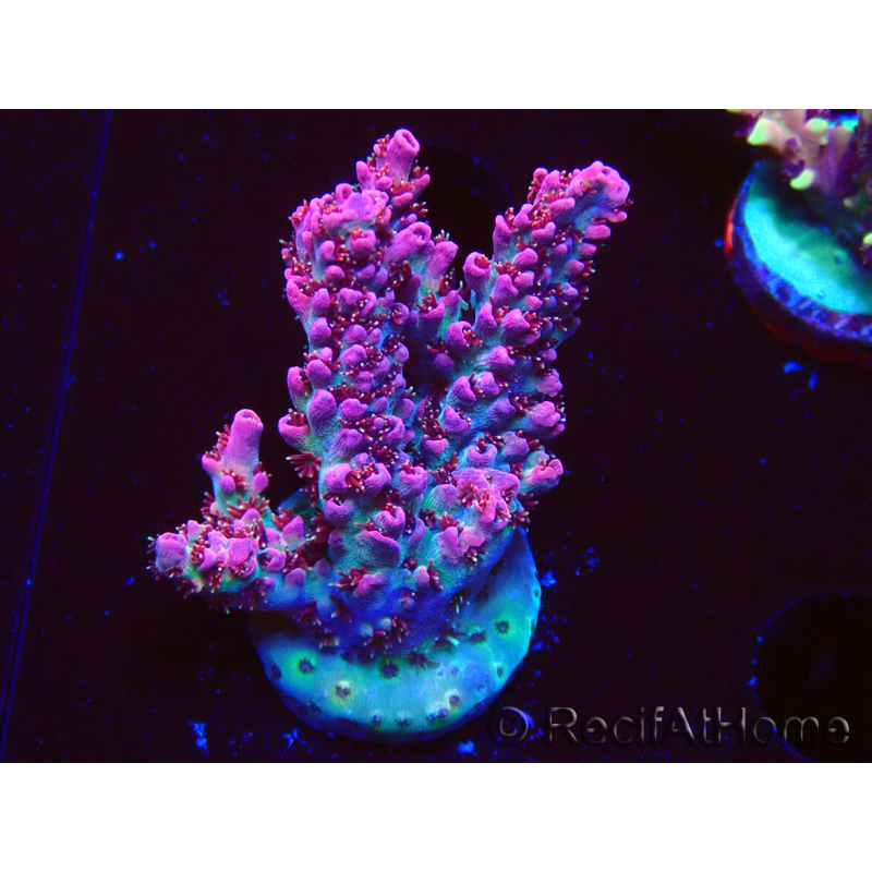 WYSIWYG RAH Acropora hyacinthus Red Planet 5A3