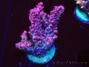 WYSIWYG RAH Acropora hyacinthus Red Planet 5A3