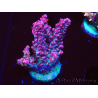 WYSIWYG RAH Acropora hyacinthus Red Planet 5A3