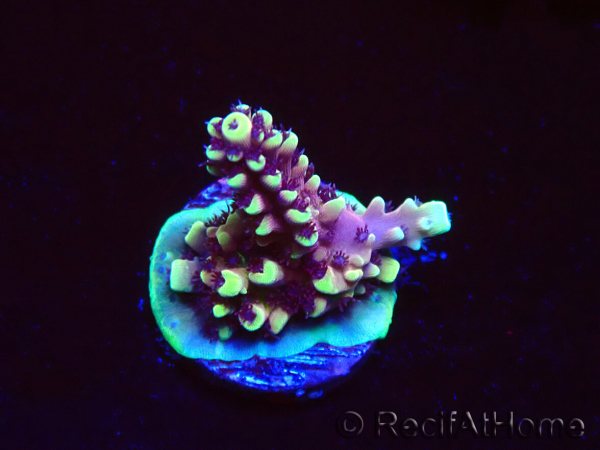 WYSIWYG RRC Acropora Pink cadillac 5R