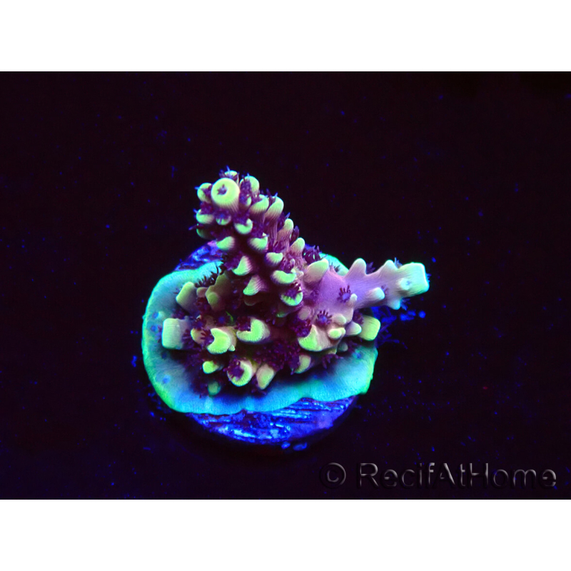 WYSIWYG RRC Acropora Pink cadillac 5R