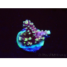 WYSIWYG RRC Acropora Pink cadillac 5R