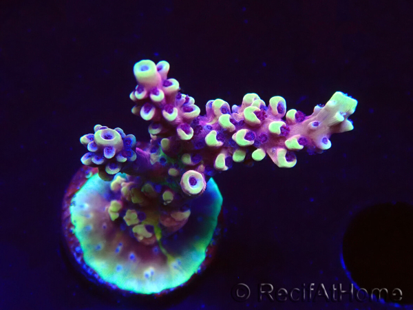 WYSIWYG RRC Acropora Pink cadillac 5R10