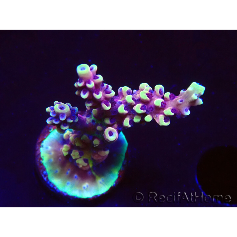 WYSIWYG RRC Acropora Pink cadillac 5R