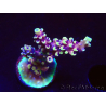 WYSIWYG RRC Acropora Pink cadillac 5R