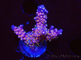 WYSIWYG RAH Acropora donei Merlin's Stab 5M2