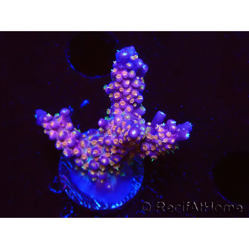 WYSIWYG WC Acropora donei Merlin's Staff 5S5