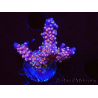 WYSIWYG RAH Acropora donei Bastón de Merlín 5M2