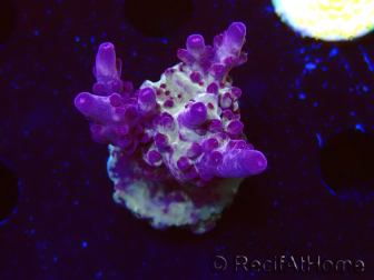 WYSIWYG RAH Acropora Nightshade 5U