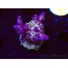 WYSIWYG RAH Acropora Nightshade 5U7