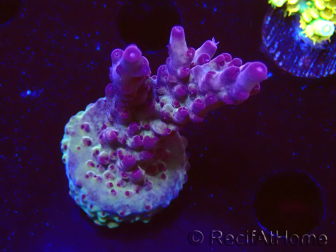 WYSIWYG RAH Acropora Nightshade 5U8