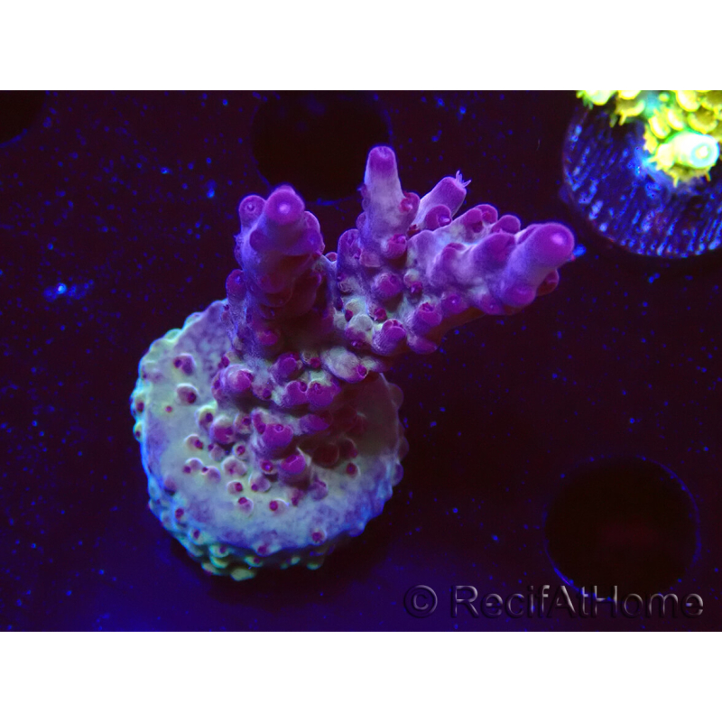 WYSIWYG RAH Acropora Nightshade 5U