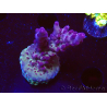 WYSIWYG RAH Acropora Nightshade 5U8