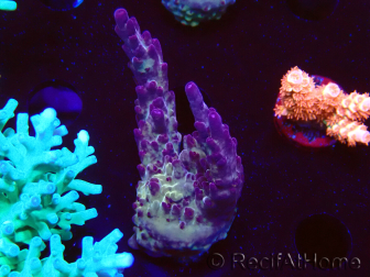 WYSIWYG RAH Acropora Nightshade 5U9