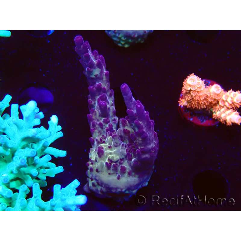 WYSIWYG RAH Acropora Nightshade 5U