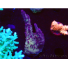 WYSIWYG RAH Acropora Nightshade 5U