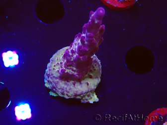 WYSIWYG RAH Acropora Nightshade 5U