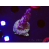 WYSIWYG RAH Acropora Nightshade 5U