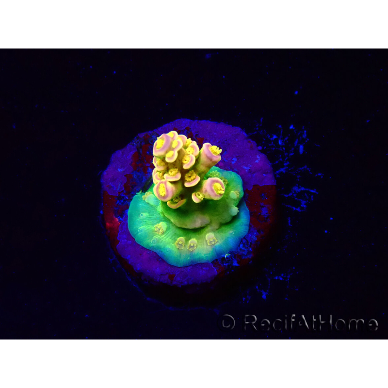 WYSIWYG BigR Acropora Walt Disney 1