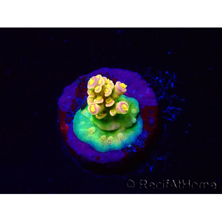 WYSIWYG BigR Acropora Walt Disney 1