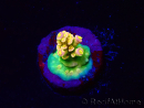 WYSIWYG BigR Acropora Walt Disney 5V1