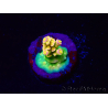 WYSIWYG BigR Acropora Walt Disney 1