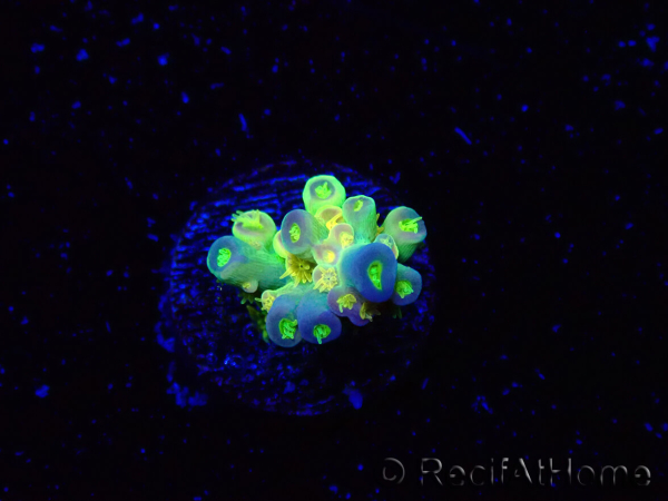 WYSIWYG BigR Acropora Walt Disney 3