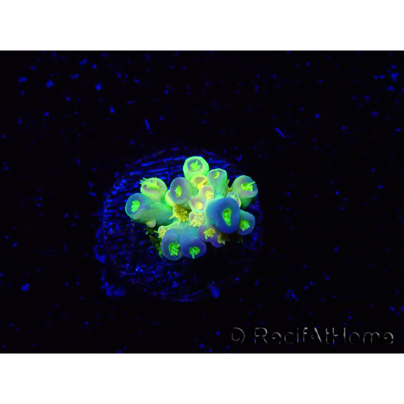 WYSIWYG BigR Acropora Walt Disney 5V3