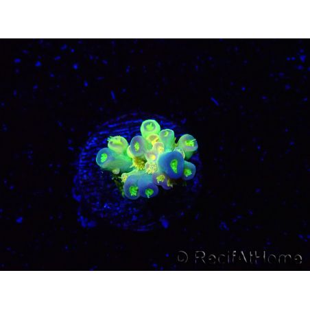 WYSIWYG BigR Acropora Walt Disney 3