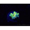 WYSIWYG BigR Acropora Walt Disney 3