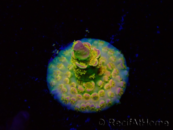 WYSIWYG BigR Acropora Walt Disney 5V4