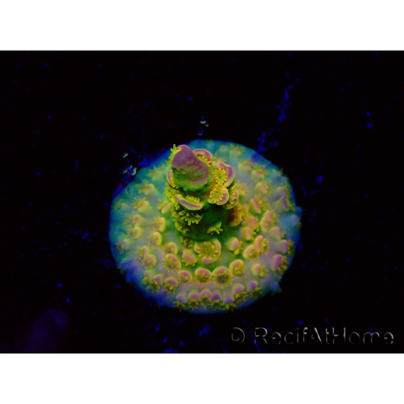 WYSIWYG BigR Acropora Walt Disney 5V4