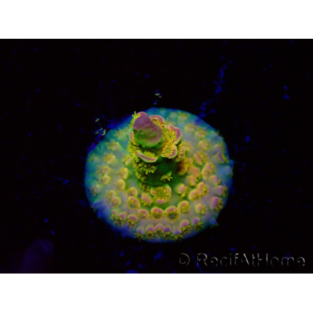 WYSIWYG BigR Acropora Walt Disney 1