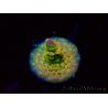 WYSIWYG BigR Acropora Walt Disney 5V4