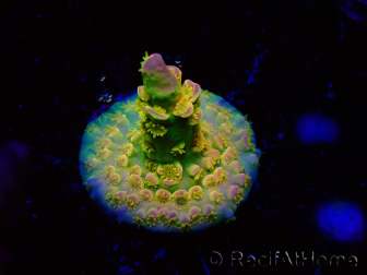 WYSIWYG BigR Acropora Walt Disney 1