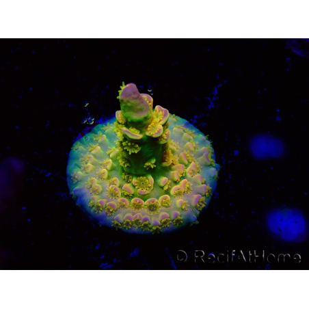 WYSIWYG BigR Acropora Walt Disney 1