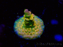 WYSIWYG BigR Acropora Walt Disney 1