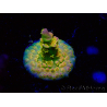 WYSIWYG BigR Acropora Walt Disney 1