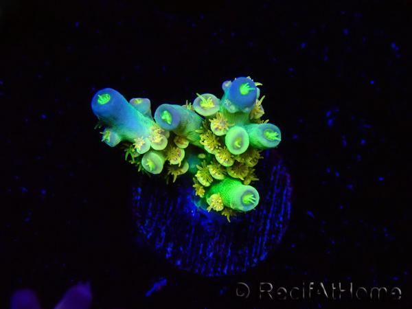 WYSIWYG BigR Acropora Walt Disney 1